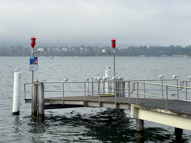 Am Samstag konnte man an den Möven den Wind ablesen